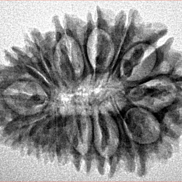 16 Mukhi Rudraksha 27mm 3.11gm - Inverse xray