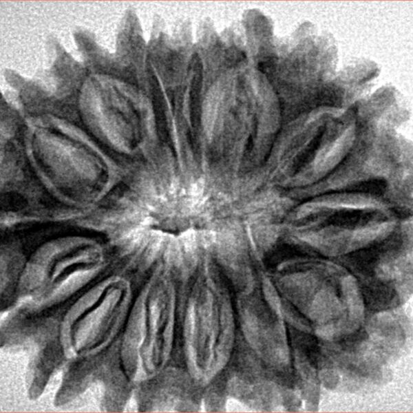 15 Mukhi Rudraksha 32.1mm 5.63gm - Inverse xray