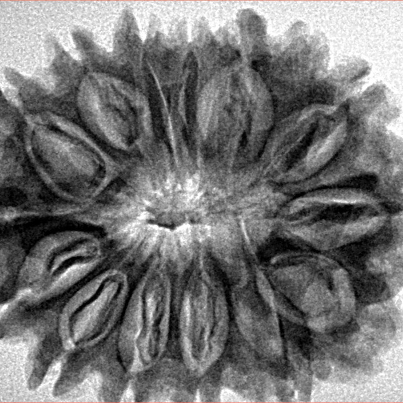 15 Mukhi Rudraksha 32.1mm 5.63gm - Inverse xray