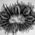 14 Mukhi Rudraksha 29.8mm 4.63gm - Inverse xray