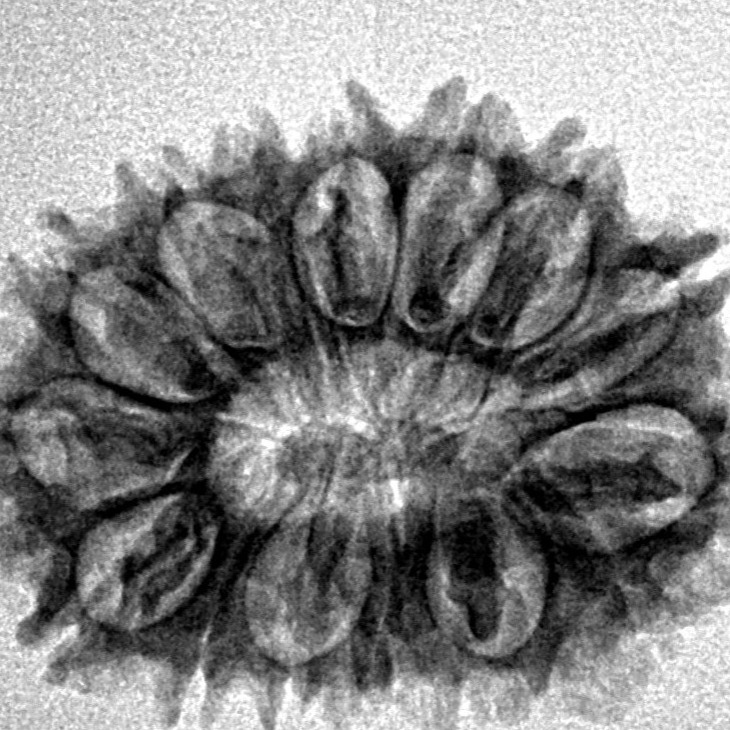 16 Mukhi Rudraksha 26.6mm 3.2gm - Inverse xray