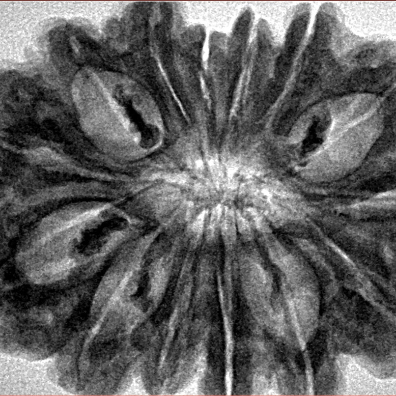 14 Mukhi Rudraksha 33mm 6.46gm - Inverse xray