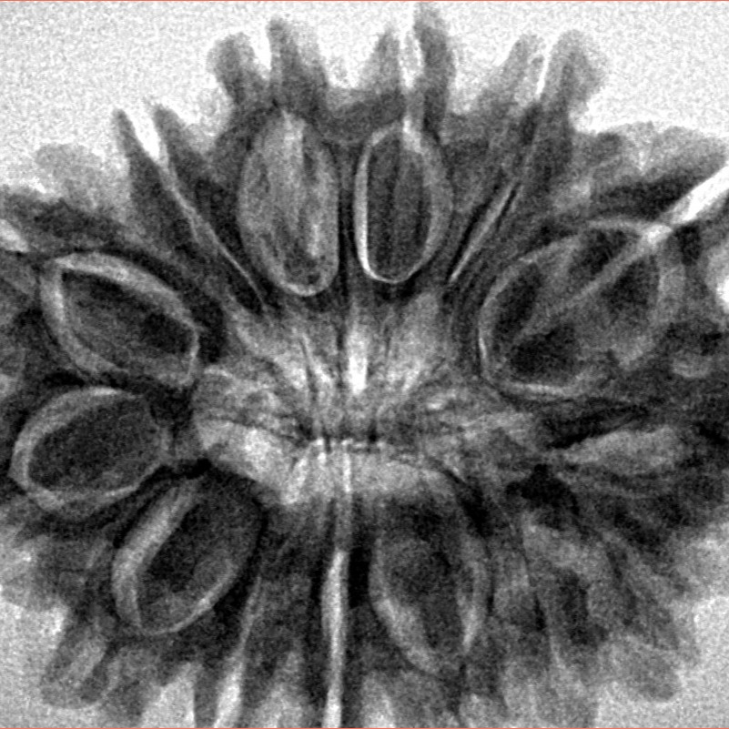14 Mukhi Rudraksha 32.3mm 6.3gm - Inverse xray