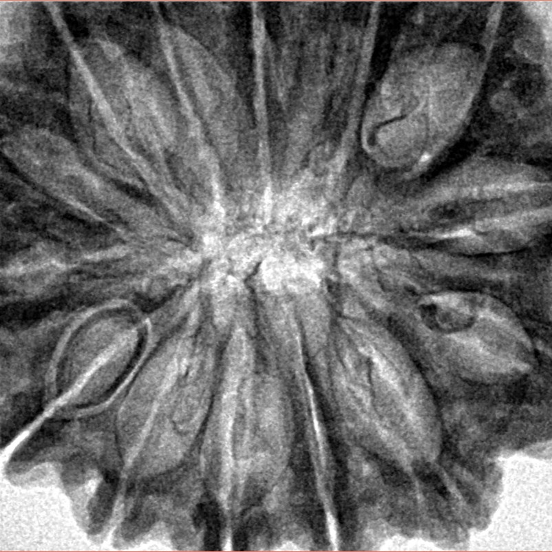 14 Mukhi Rudraksha 33.3mm 7.36gm - Inverse xray