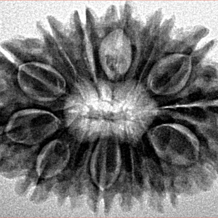 14 Mukhi Rudraksha 27.5mm 3.92gm - Inverse xray