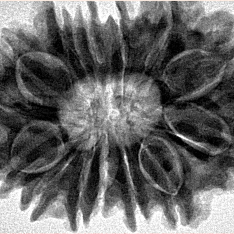 14 Mukhi Rudraksha 32.2mm 6.72gm - Inverse xray