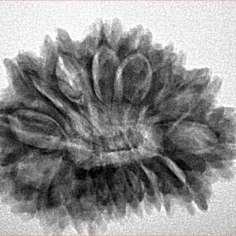 16 Mukhi Rudraksha 27.2mm 4.24gm - Inverse xray