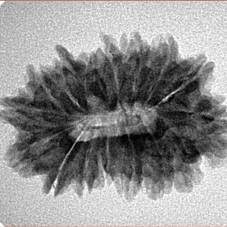 16 Mukhi Rudraksha 26.6mm 3.34gm - Inverse xray