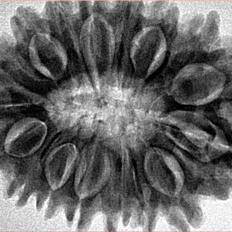 17 Mukhi Rudraksha 33.1mm 7.22gm - Inverse xray