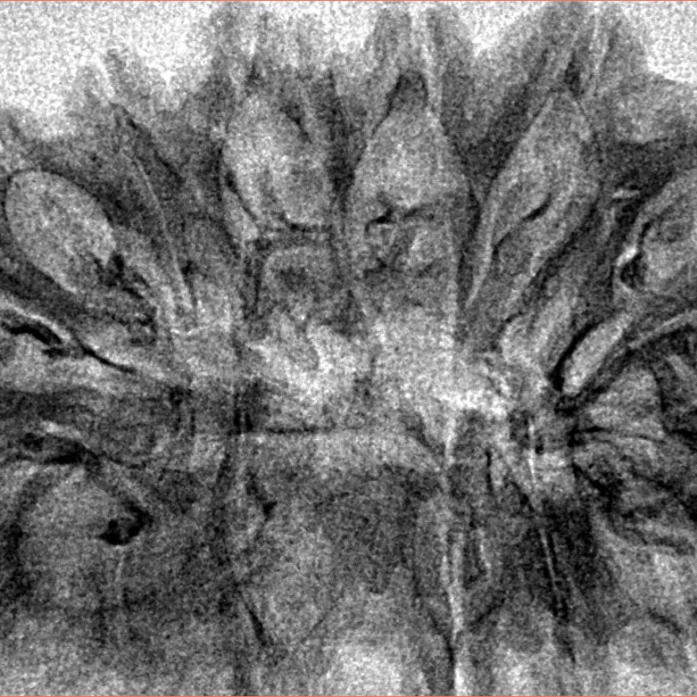 16 Mukhi Rudraksha 40.2mm 3.8gm - Inverse xray