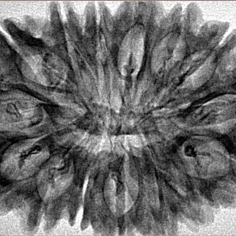 15 Mukhi Rudraksha 35.3mm 5.9gm - Inverse xray