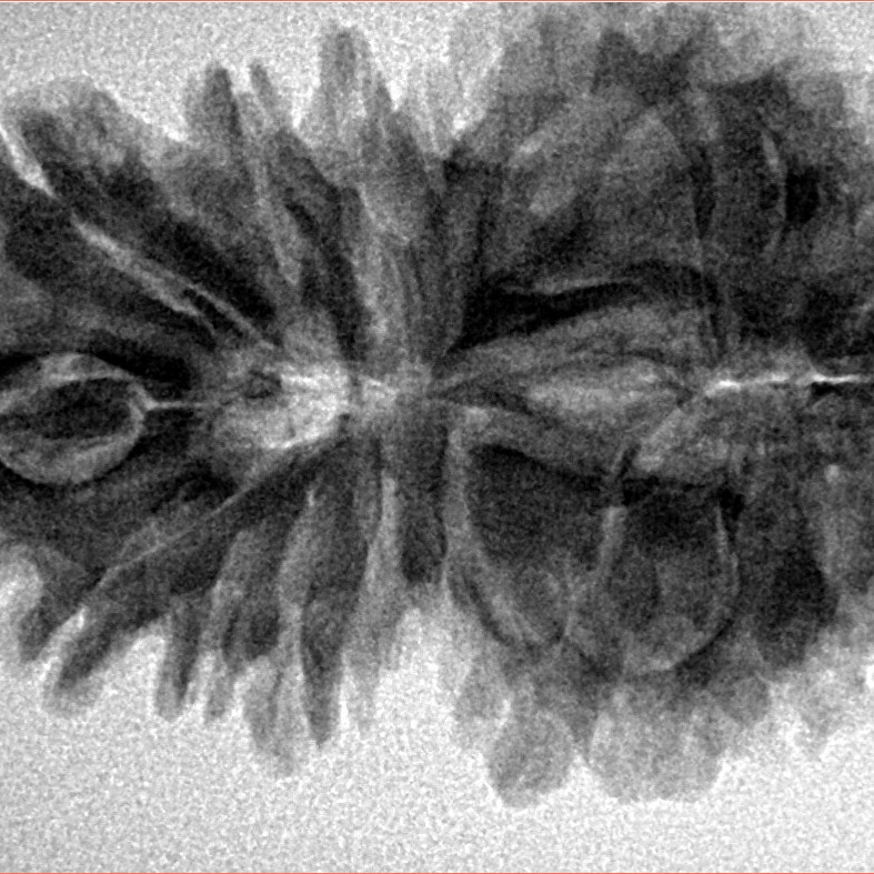 16 Mukhi Gaurishankar 35mm 6.36gm - Inverse xray