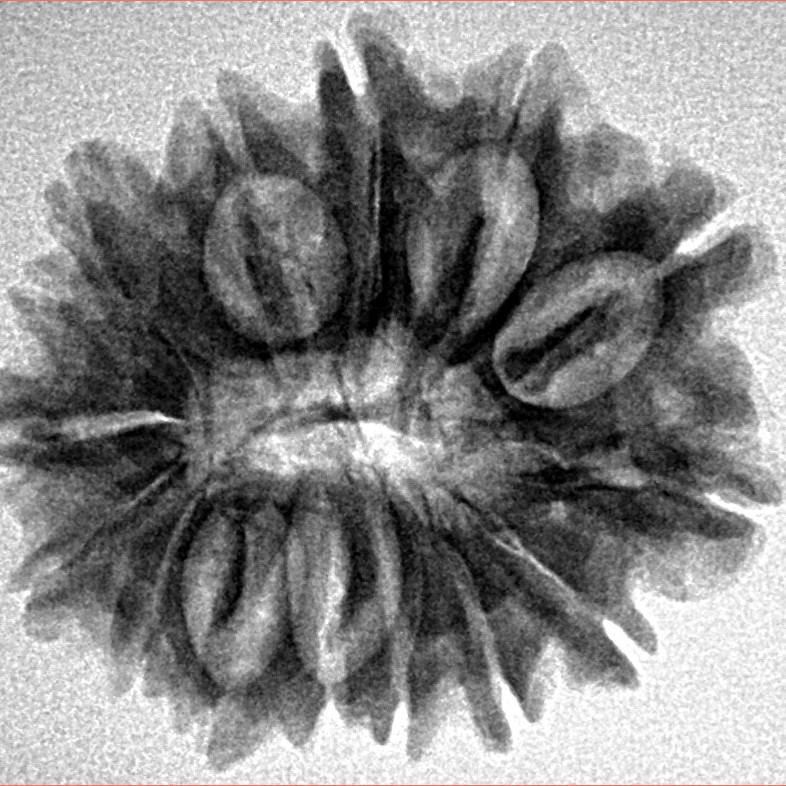 15 Mukhi Rudraksha 26mm 4.17gm - Inverse xray