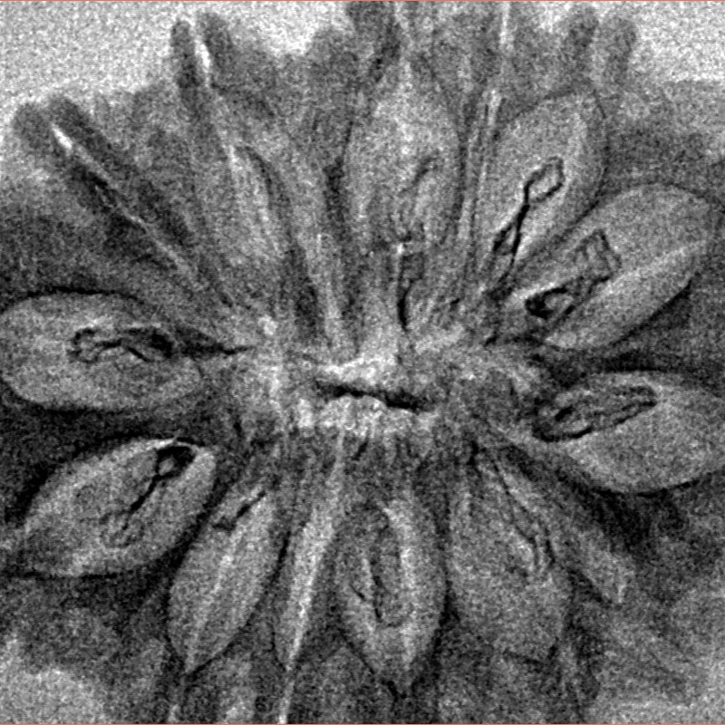14 Mukhi Rudraksha 33mm 3.12gm - Inverse xray