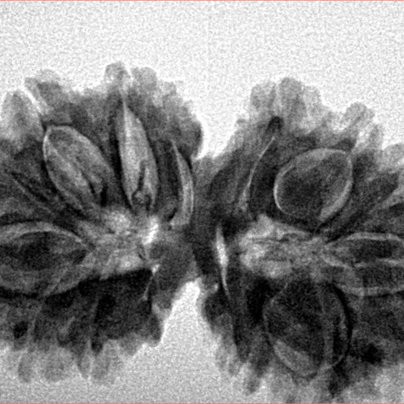 16 Mukhi Gaurishankar 33.5mm 5.33gm - Inverse xray