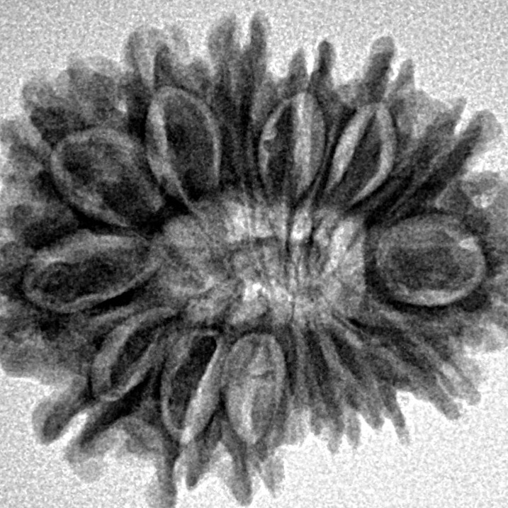 15 Mukhi Rudraksha 26.9mm 3.9gm - Inverse xray