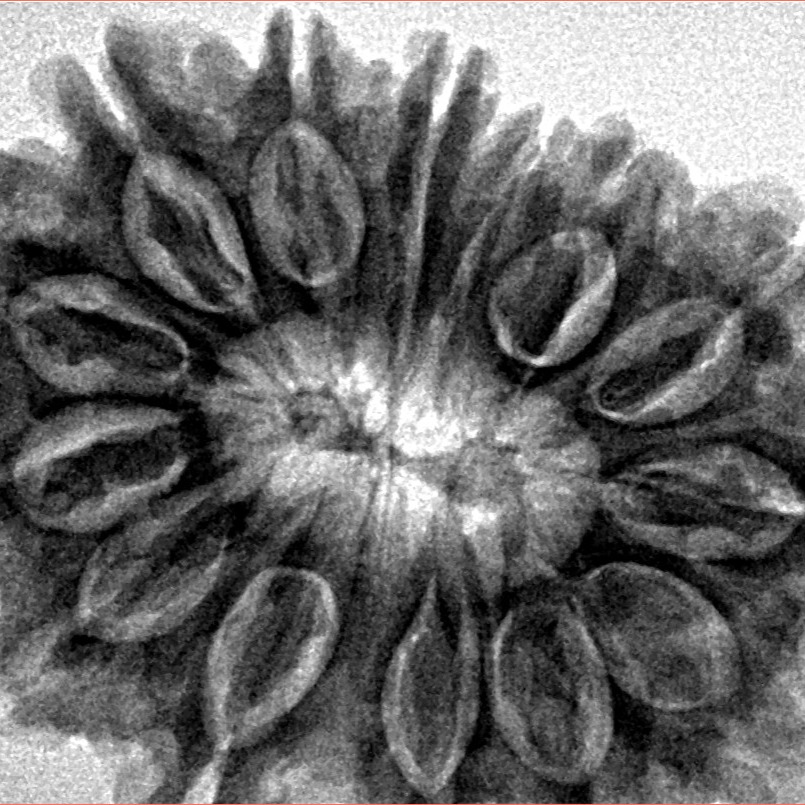 14 Mukhi Rudraksha 33.7mm 7.11gm - Inverse xray