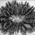 14 Mukhi Rudraksha 32.1mm 7gm - Origin: Nepal - Inverse xray