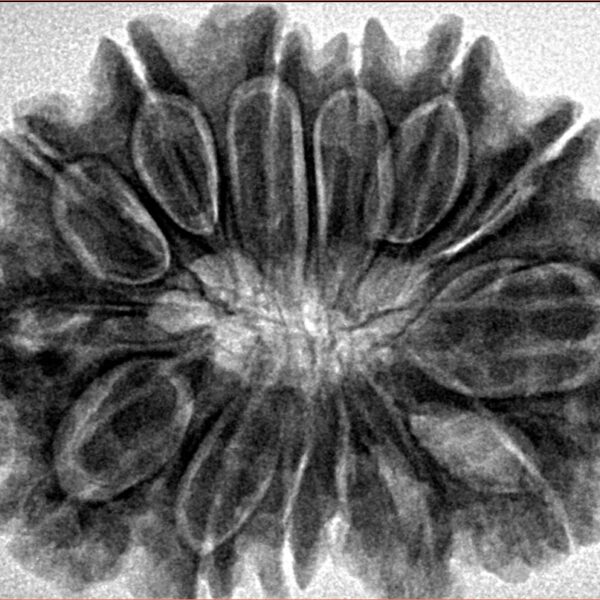14 Mukhi Rudraksha 32.1mm 7gm - Origin: Nepal - Inverse xray