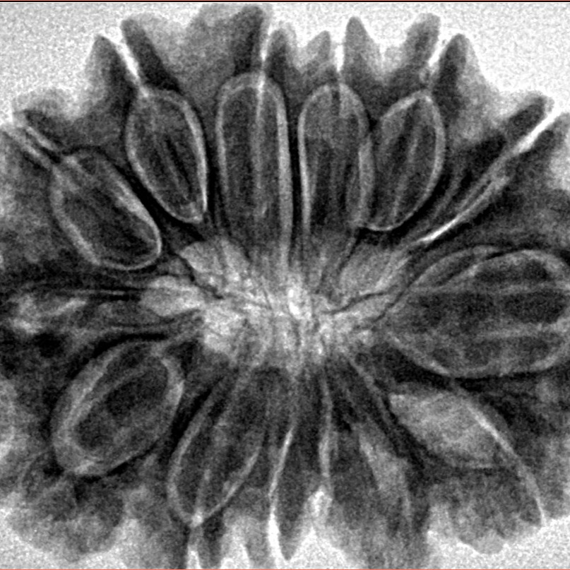 14 Mukhi Rudraksha 32.1mm 7gm - Origin: Nepal - Inverse xray