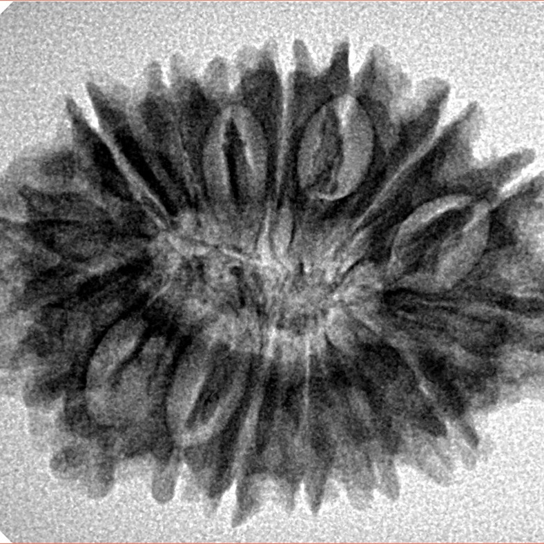16 Mukhi Rudraksha 28.8mm 4.39gm - Inverse xray