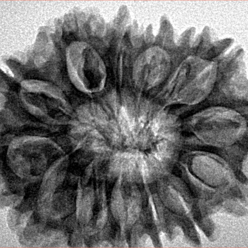 14 Mukhi Rudraksha 31.5mm 5.8gm - Inverse xray