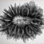 16 Mukhi Rudraksha 28mm 5.1gm - Inverse xray