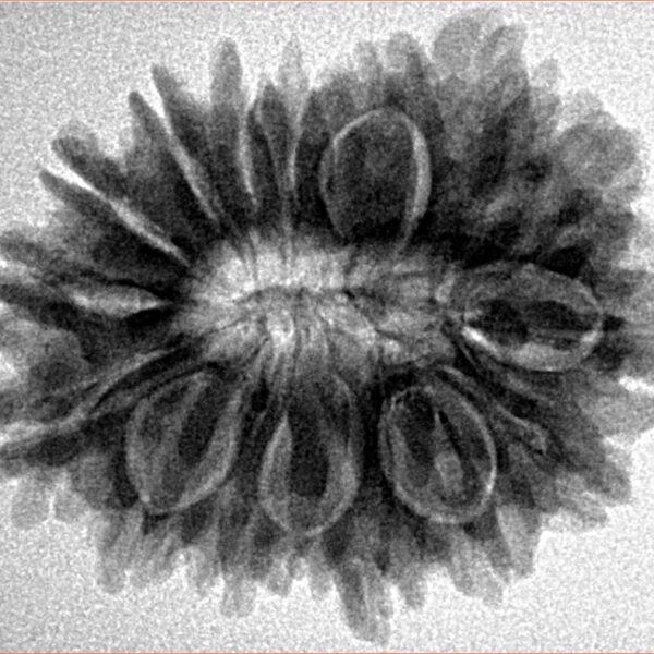 16 Mukhi Rudraksha 28mm 5.1gm - Inverse xray