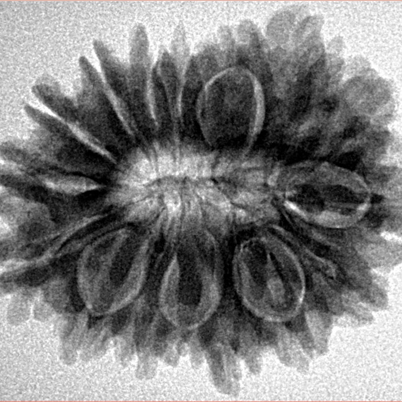 16 Mukhi Rudraksha 28mm 5.1gm - Inverse xray