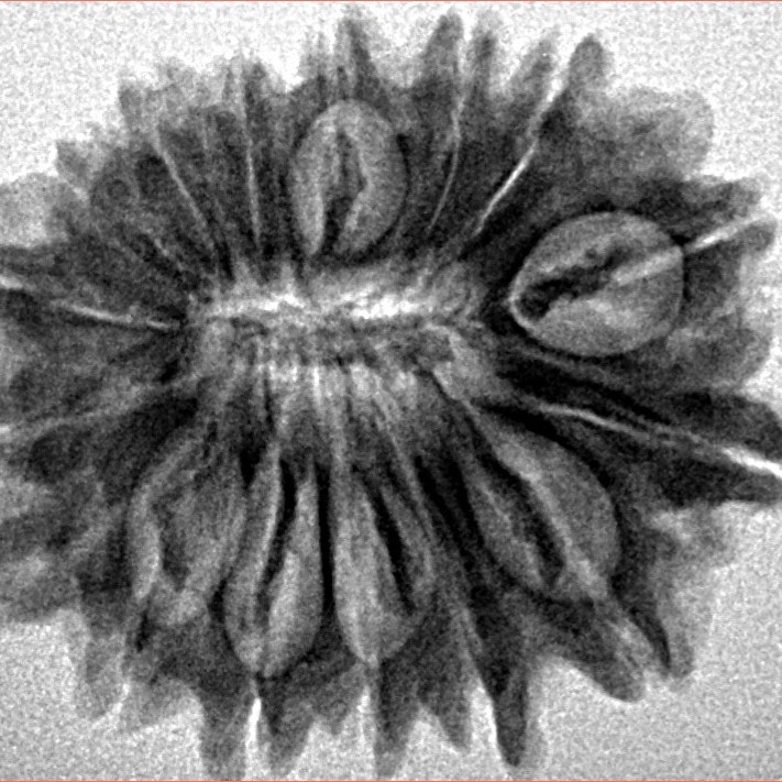 16 Mukhi Rudraksha 25.5mm 3.72gm - Inverse xray