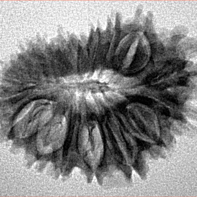 18 Mukhi Rudraksha 25.7mm 3.15gm - Inverse xray