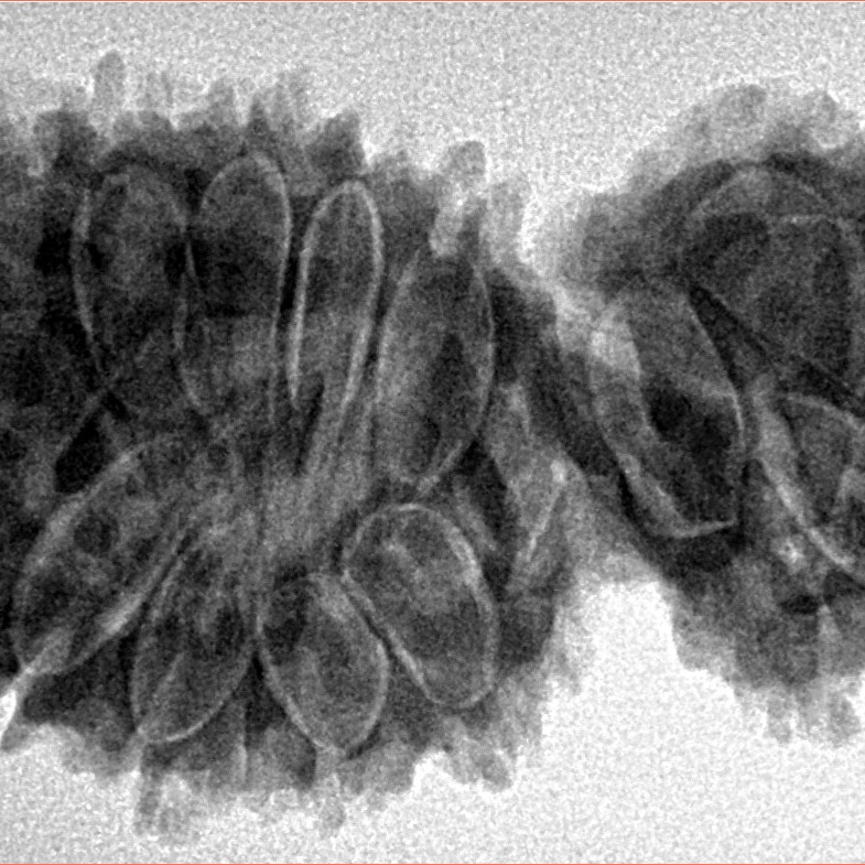 16 Mukhi Gaurishankar 38mm 6.83gm - Inverse xray