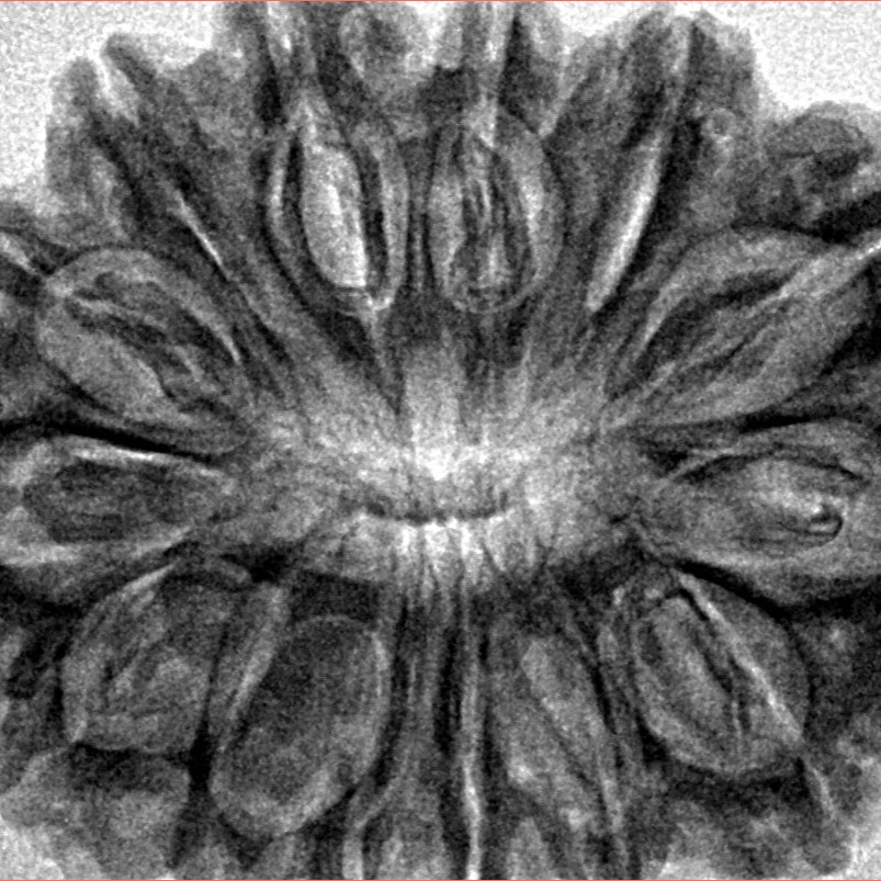 14 Mukhi Rudraksha 32mm 4.83gm - Inverse xray