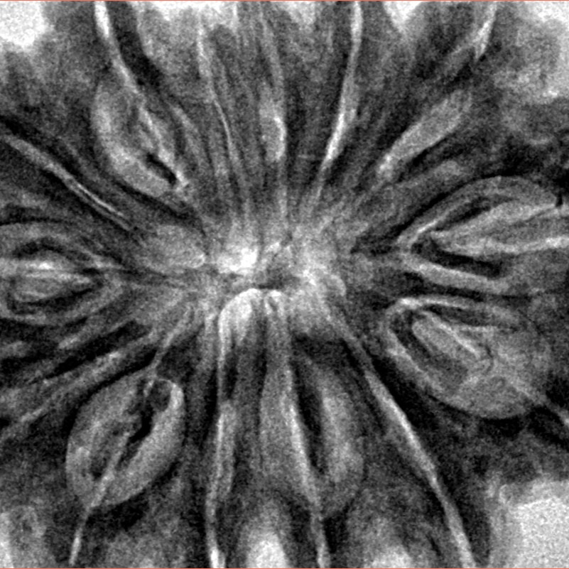 14 Mukhi Rudraksha 36.4mm 9.11gm - Inverse xray