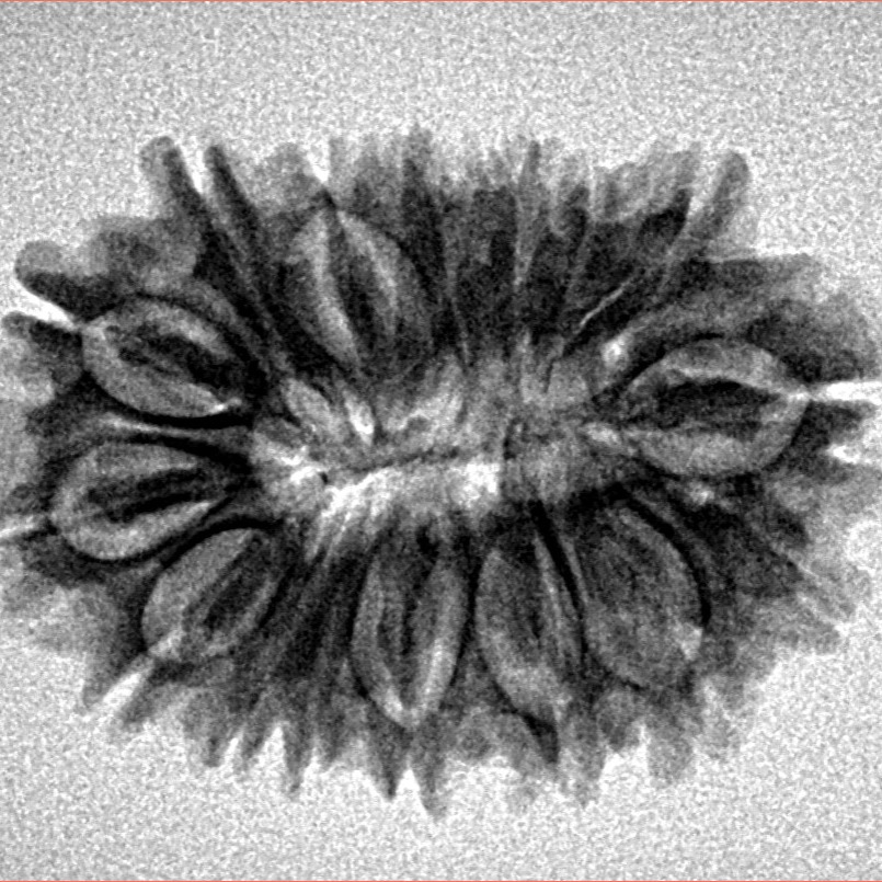 16 Mukhi Rudraksha 27.1mm 3.46gm - Inverse xray