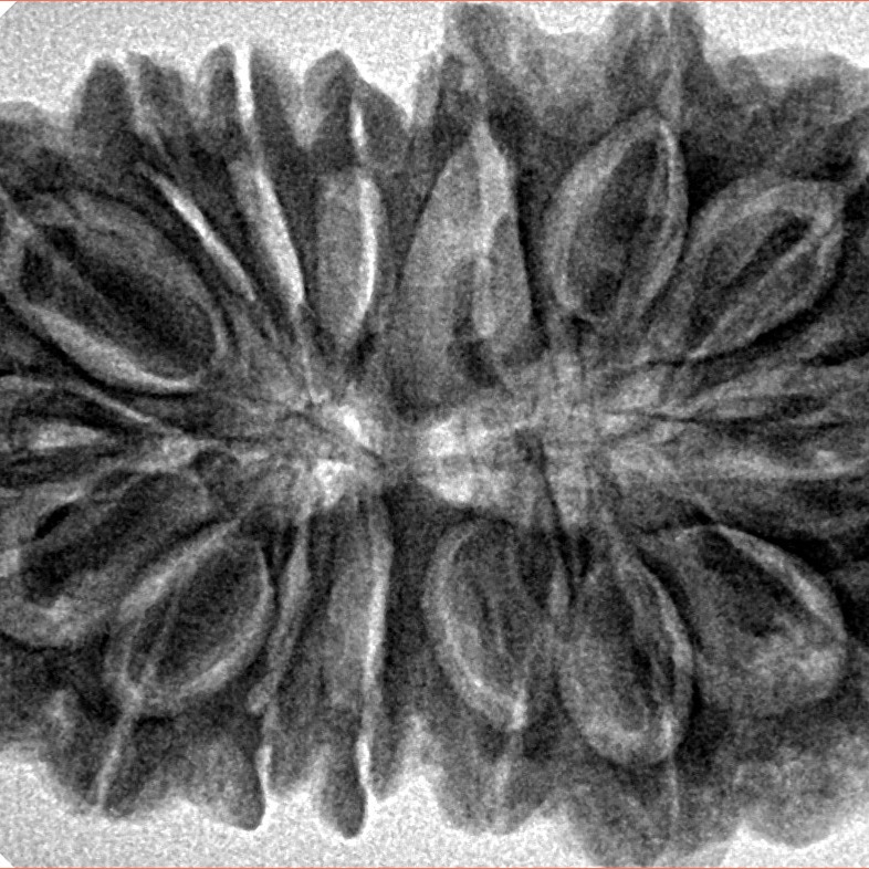 16 Mukhi Rudraksha 36.2mm 7.68gm - Inverse xray