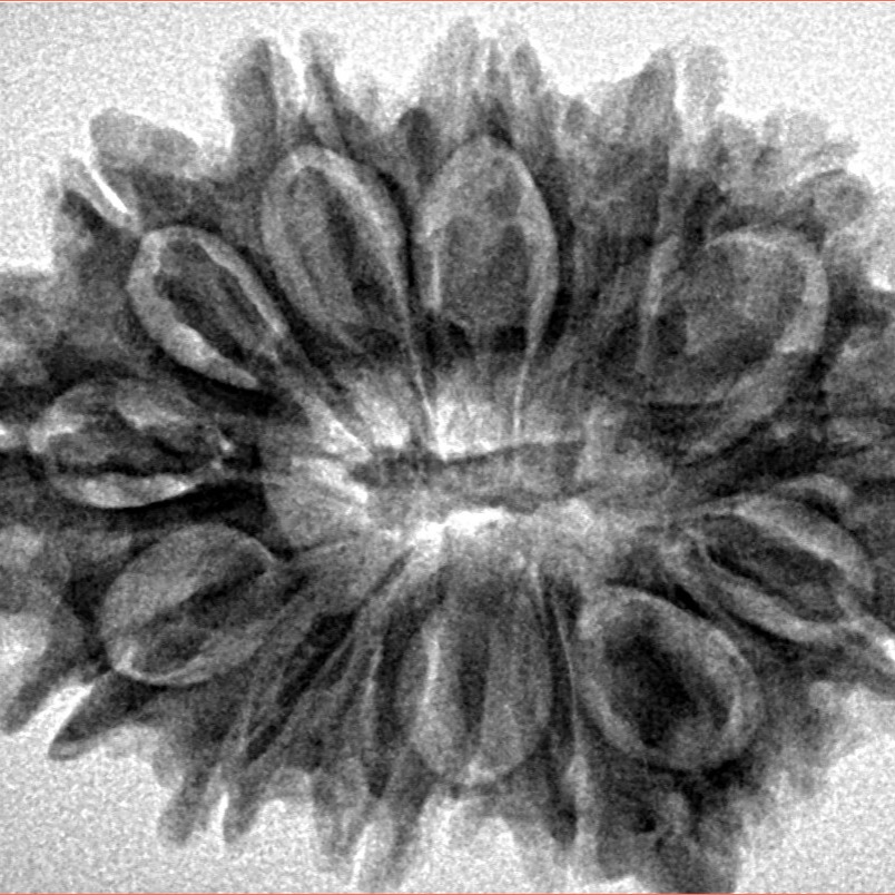 14 Mukhi Ganesh 31mm 5.3gm - Inverse xray