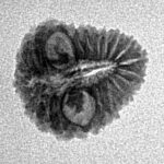 21 Mukhi Rudraksha 15.1mm 0.9gm - Inverse xray