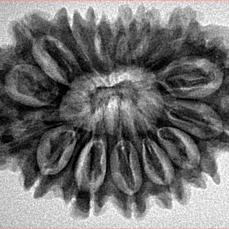 16 Mukhi Rudraksha 31.6mm 5.48gm - Inverse xray