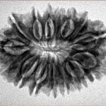 16 Mukhi Rudraksha 29.9mm 4.33gm - Inverse xray