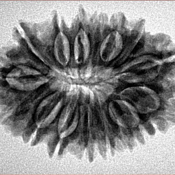 16 Mukhi Rudraksha 29.9mm 4.33gm - Inverse xray