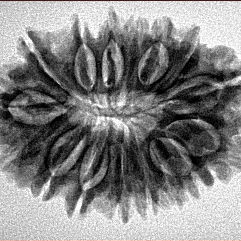 16 Mukhi Rudraksha 29.9mm 4.33gm - Inverse xray