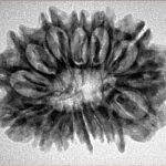 15 Mukhi Rudraksha 28.8mm 4gm - Inverse xray