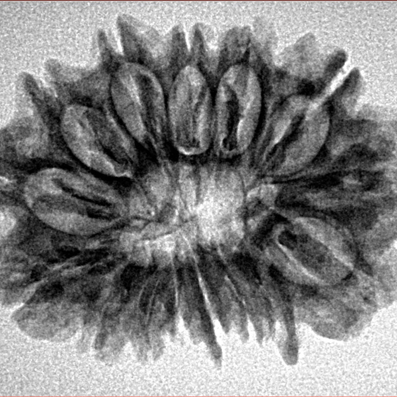 15 Mukhi Rudraksha 28.8mm 4gm - Inverse xray