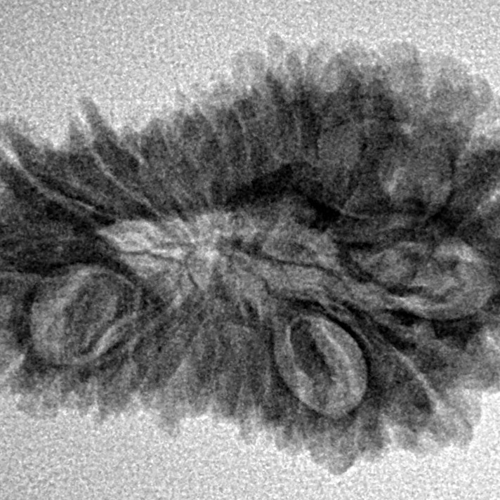 20 Mukhi Rudraksha 30mm 3.58gm - Inverse xray