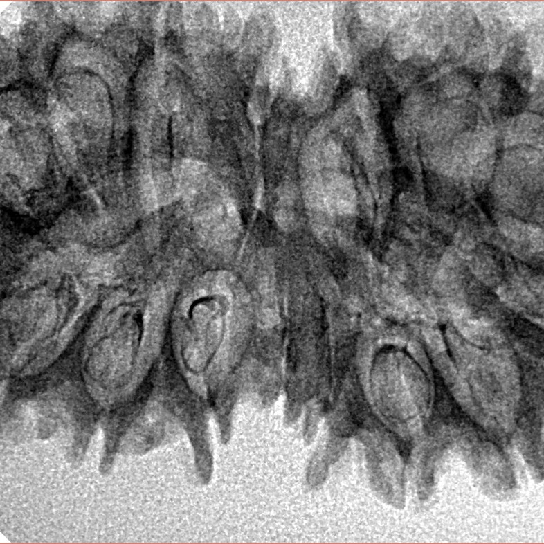 16 Mukhi Gaurishankar 37.9mm 4.94gm - Inverse xray