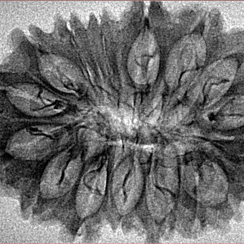 16 Mukhi Rudraksha 33.6mm 3.28gm - Inverse xray