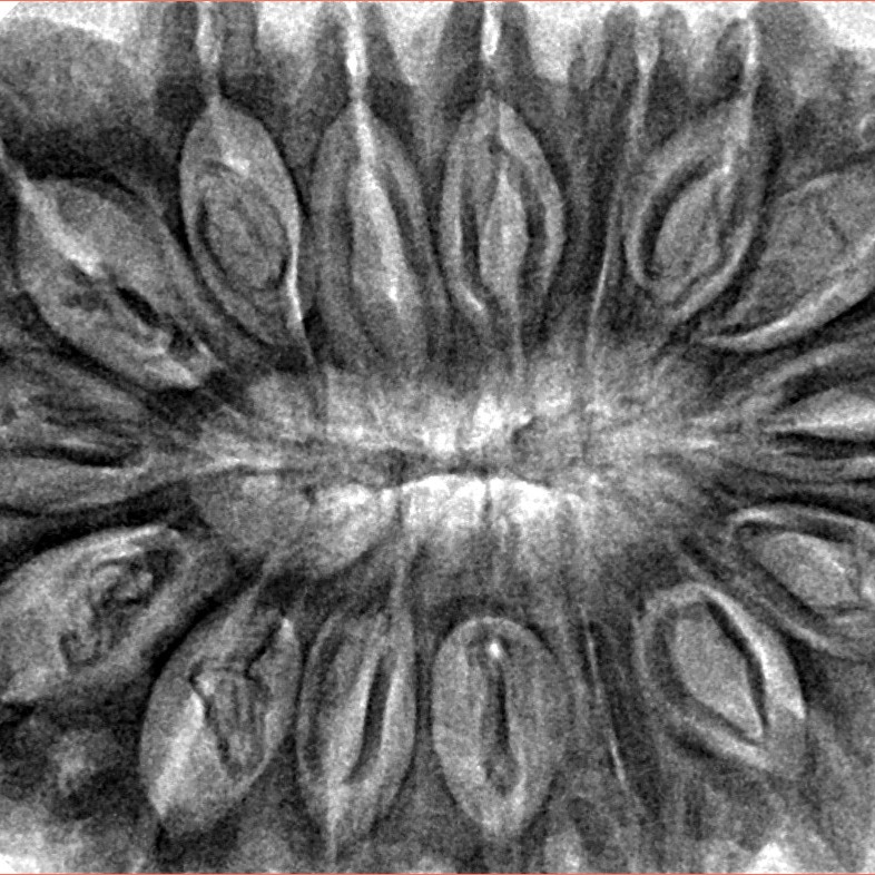 16 Mukhi Rudraksha 39.3mm 9.49gm - Inverse xray