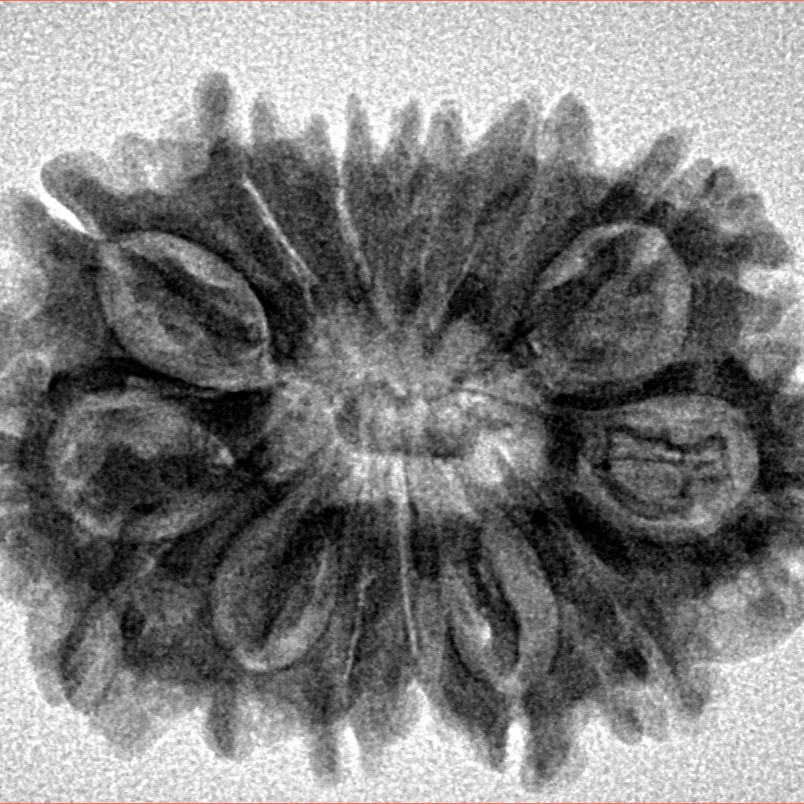 14 Mukhi Rudraksha 28.9mm 4.71gm - Inverse xray
