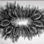 15 Mukhi Rudraksha 32.1mm 5.17gm - Inverse xray